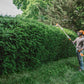 Stihl HLA 56 Battery Powered extended-reach Hedge Trimmer