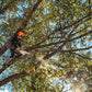Stihl MSA 220 TC-O Battery Powered Chainsaw