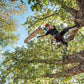 Stihl MSA 220 TC-O Battery Powered Chainsaw